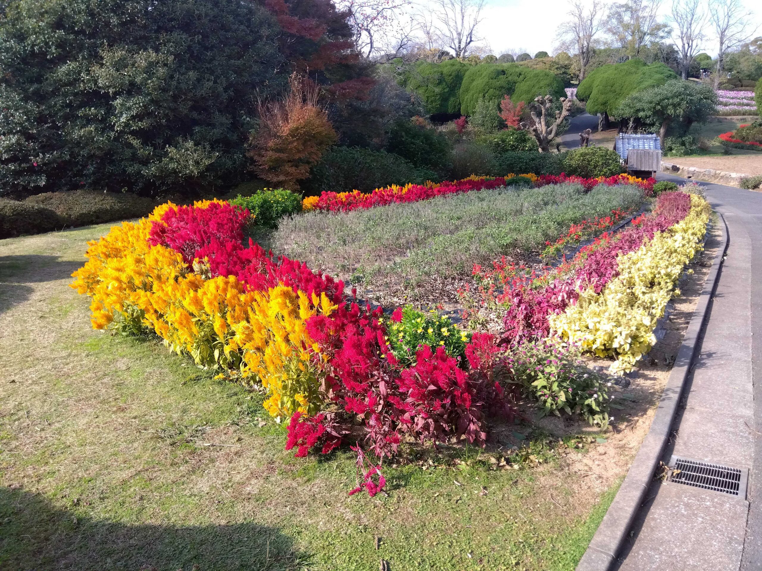 のこのしまアイランドパークきれいな花